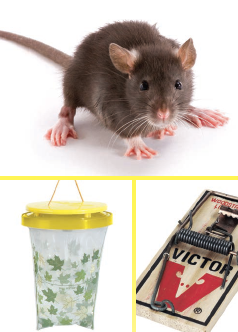 Buyer beware: Mouse traps used outdoors often injure other wildlife
